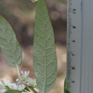 Olearia lirata at Uriarra, NSW - 25 Oct 2018