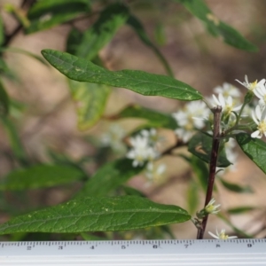 Olearia lirata at Uriarra, NSW - 25 Oct 2018 12:00 PM