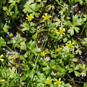 Ranunculus amphitrichus at Coree, ACT - 25 Oct 2018