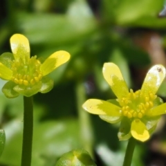 Ranunculus amphitrichus at Coree, ACT - 25 Oct 2018