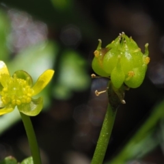 Ranunculus amphitrichus at Coree, ACT - 25 Oct 2018