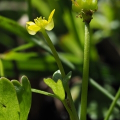 Ranunculus amphitrichus at Coree, ACT - 25 Oct 2018