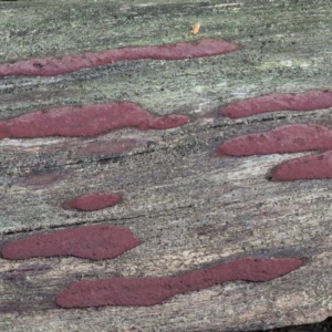 Hypoxylon sp. at Coree, ACT - 25 Oct 2018