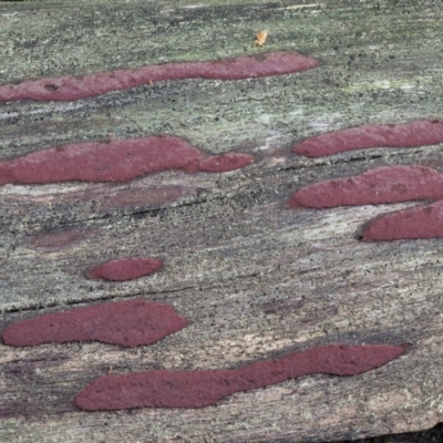 Hypoxylon sp. at Coree, ACT - 24 Oct 2018 by KenT