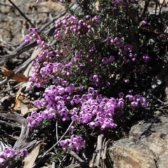 Tetratheca bauerifolia (Heath Pink-bells) at Cotter River, ACT - 22 Oct 2018 by KenT