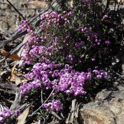 Tetratheca bauerifolia (Heath Pink-bells) at Cotter River, ACT - 22 Oct 2018 by KenT
