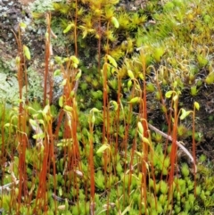 Rosulabryum sp. (A moss) at Cotter River, ACT - 21 Oct 2018 by KenT