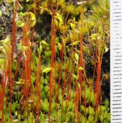 Rosulabryum sp. at Cotter River, ACT - 22 Oct 2018 10:32 AM