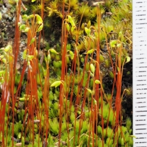 Rosulabryum sp. at Cotter River, ACT - 22 Oct 2018