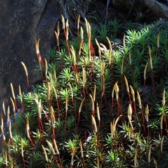 Polytrichaceae sp. (family) (A moss) at Cotter River, ACT - 22 Oct 2018 by KenT