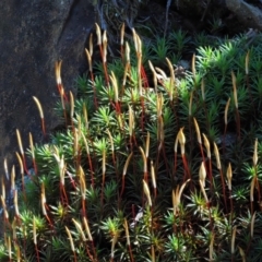 Polytrichaceae at Cotter River, ACT - 21 Oct 2018 by KenT