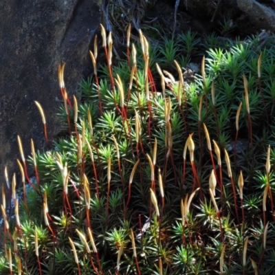 Polytrichaceae sp. (family) (A moss) at Cotter River, ACT - 22 Oct 2018 by KenT