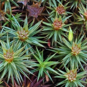 Polytrichaceae sp. (family) at Cotter River, ACT - 22 Oct 2018