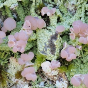 Baeomyces heteromorphus at Cotter River, ACT - 22 Oct 2018 10:52 AM