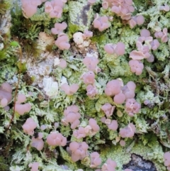 Baeomyces heteromorphus at Cotter River, ACT - 22 Oct 2018