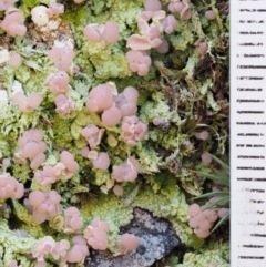 Baeomyces heteromorphus at Cotter River, ACT - 22 Oct 2018