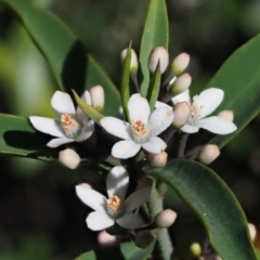 Philotheca myoporoides subsp. myoporoides (Long-leaf Waxflower) at Cotter River, ACT - 21 Oct 2018 by KenT