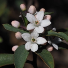 Philotheca myoporoides subsp. myoporoides at Cotter River, ACT - 22 Oct 2018 08:40 AM