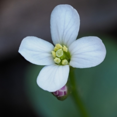 Cardamine paucijuga (Annual Bitter-cress) at Cotter River, ACT - 22 Oct 2018 by KenT