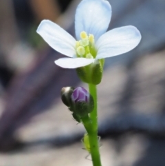 Cardamine paucijuga at Cotter River, ACT - 22 Oct 2018 10:46 AM