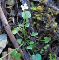 Cardamine paucijuga at Cotter River, ACT - 22 Oct 2018 10:46 AM