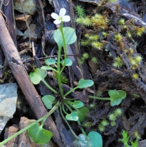 Cardamine paucijuga at Cotter River, ACT - 22 Oct 2018