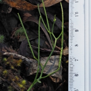 Cardamine paucijuga at Cotter River, ACT - 22 Oct 2018 10:46 AM