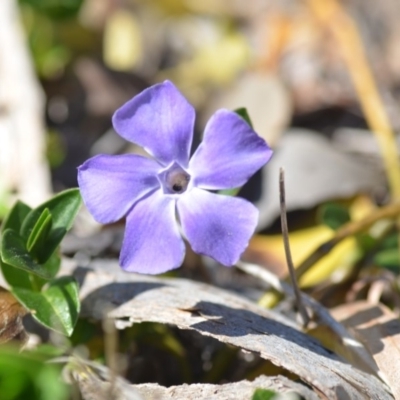 Vinca major (Blue Periwinkle) at QPRC LGA - 30 Sep 2018 by natureguy