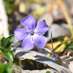 Vinca major (Blue Periwinkle) at Wamboin, NSW - 30 Sep 2018 by natureguy