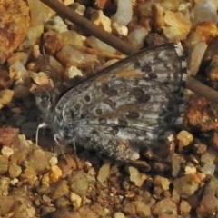 Lucia limbaria (Chequered Copper) at Tidbinbilla Nature Reserve - 28 Oct 2018 by JohnBundock