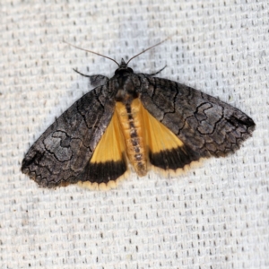 Prorocopis euxantha at O'Connor, ACT - 27 Oct 2018