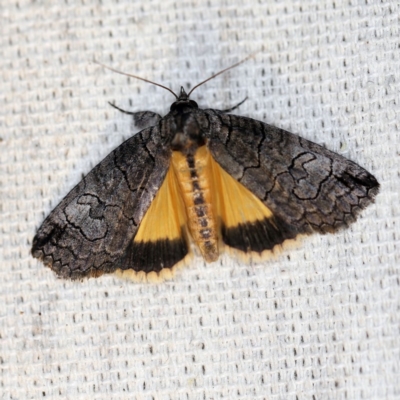 Prorocopis euxantha (Golden Crest) at O'Connor, ACT - 27 Oct 2018 by ibaird