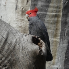 Callocephalon fimbriatum (Gang-gang Cockatoo) at Mount Ainslie - 28 Oct 2018 by WalterEgo