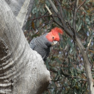 Callocephalon fimbriatum at Ainslie, ACT - 28 Oct 2018