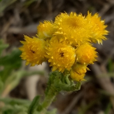 Chrysocephalum apiculatum (Common Everlasting) at Lake George, NSW - 28 Oct 2018 by MPennay