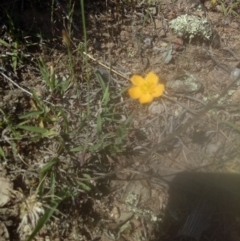 Hypericum gramineum (Small St Johns Wort) at Lake George, NSW - 28 Oct 2018 by MPennay