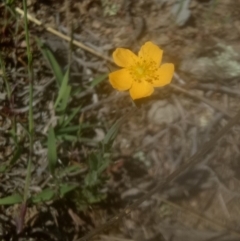 Hypericum gramineum at Lake George, NSW - 28 Oct 2018 11:36 AM