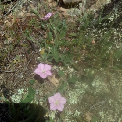 Convolvulus angustissimus subsp. angustissimus (Australian Bindweed) at Lake George, NSW - 28 Oct 2018 by MPennay