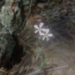 Silene gallica var. gallica (French Catchfly) at Lake George, NSW - 28 Oct 2018 by MPennay