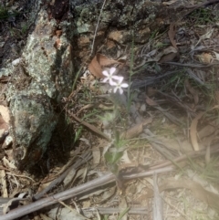 Silene gallica var. gallica at Lake George, NSW - 28 Oct 2018