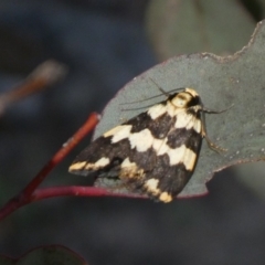 Termessa shepherdi (Shepherd's Footman) at Tuggeranong Hill - 28 Oct 2018 by Owen