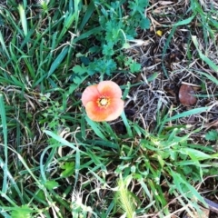 Eschscholzia californica (California Poppy) at Red Hill to Yarralumla Creek - 28 Oct 2018 by ruthkerruish