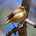 Acrocephalus australis at Fyshwick, ACT - 28 Oct 2018