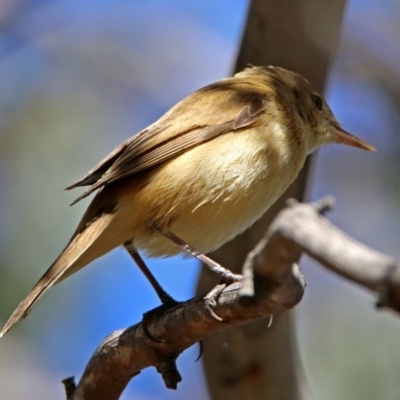 Acrocephalus australis (Australian Reed-Warbler) at Fyshwick, ACT - 28 Oct 2018 by RodDeb