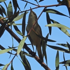 Acrocephalus australis at Fyshwick, ACT - 28 Oct 2018