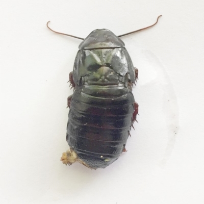 Panesthia australis (Common wood cockroach) at Red Hill to Yarralumla Creek - 27 Oct 2018 by ruthkerruish