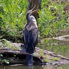 Anhinga novaehollandiae (Australasian Darter) at Jerrabomberra Wetlands - 28 Oct 2018 by RodDeb