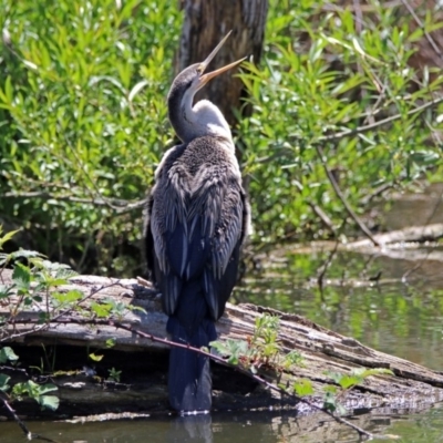 Anhinga novaehollandiae (Australasian Darter) at Jerrabomberra Wetlands - 28 Oct 2018 by RodDeb