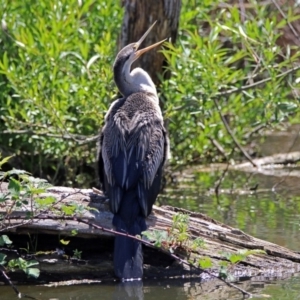 Anhinga novaehollandiae at Fyshwick, ACT - 28 Oct 2018