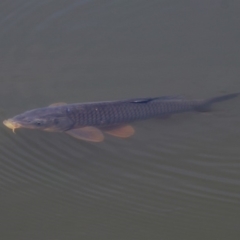 Cyprinus carpio (Common Carp) at Jerrabomberra Wetlands - 28 Oct 2018 by RodDeb